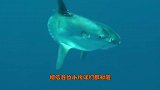 老外潜水感觉后背发麻，上岸后家人却乐坏了，镜头记录全过程