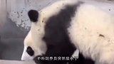 动物园突然放水，一群熊猫被吓得集体爬树，这速度简直了