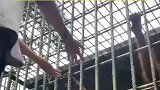 印尼：一游客翻过围拦近距离嘲弄大猩猩，被大猩猩隔着铁笼攻击