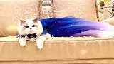 布偶猫穿上小裙子，躺在沙发上，巅峰颜值仙喵下凡！