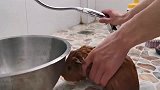 宠物荷兰猪洗澡，太难了，它竟在洗澡水里拉臭臭