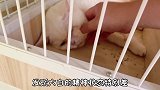 如果你家养的有公猫，这件事一定要注意！