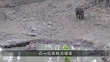 老虎伏击暴杀野猪，一口就咬断了颈椎，镜头记录全过程！