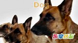 乐享动物乐园带你认识饲养的狗狗与跳跃的袋鼠