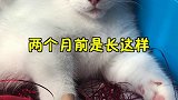 好不容易把猫盼出头了，狗又进入尴尬期了 萌宠