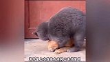 搞笑配音：你看我村的旺财对我多好