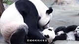 熊猫母子排排坐着吃苹果，熊猫妈妈两口吃完后，竟然打起了歪主意