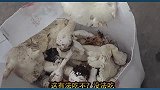 超小厨回岳父家，买千元美食送老丈人，和岳父俩人对喝，喝嗨啦