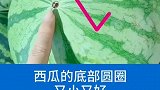 甜西瓜这样挑哦，看完视频的你学会了吗？快去试试吧