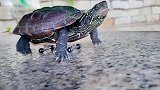 会玩乌龟的滑板，速度太快了，我看以后谁还敢说乌龟慢