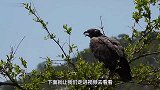 老鹰与秃鹫抢食，一场大战瞬间爆发，镜头记录全过程！