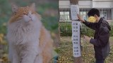 北大流浪猫因抓伤人被连贴12张告示：卖萌“骗吃”，摸就抓人！