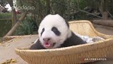 嗷呜，熊猫宝宝卖起萌来真的是世界第一！