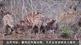 野牛残骸的归宿：狮群放弃后，鬣狗群将接管并打扫干净