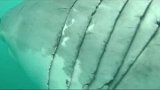当潜水遇到大白鲨，其实大白鲨对人肉是不感兴趣的