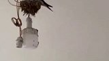 万物皆有灵性 近日，重庆一男子“妈妈式”喊话小燕子回巢睡觉，燕子居然听懂了！
