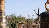 香妃园景区风景