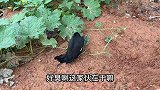 八哥鸟说笑一个，然后哈哈大笑起来，真搞笑