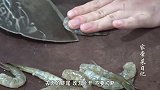 基围虾这样做太好吃了，比香辣虾好吃多了，美味又营养，赶紧收藏