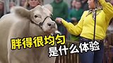 胖得很均匀才更美的动物选美比赛，就是不知道怎么样评分