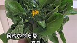 好家伙，我以为打开饮食新领域了呢
