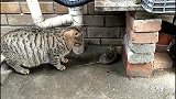 现实版的猫捉老鼠, 狸花猫凶起来老鼠都瑟瑟发抖