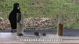 乌鸦飞到女子窗台，女子好心喂食，没想到它醉翁之意不在酒