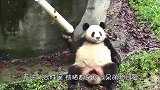 实属罕见！全球唯一“白色大熊猫”，网友：生的时候没墨水了吧！