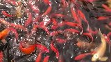 美丽的青云山，醉人的流云湖。