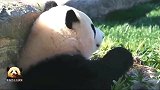 熊猫宝宝吃东西时的侧脸和后脑勺，简直不要太可爱