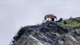 高原狼闯进牧场捕羊，被牧民家藏獒驱离
