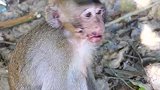 猴子伤着了，吃什么草能够自行治好？