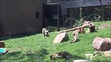 熊孩子惹毛大猩猩，被其就地拖走！熊孩子的反击那就绝了