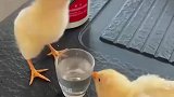 这都学会喝酒了，小鸡也能喝酒