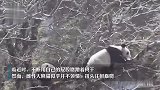 野生大熊猫树巅求偶遭拒：用屁股磨蹭着树干，雌性大熊猫并不领情