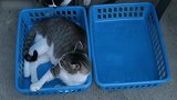 外面的小猫咪真是好逗，竟然玩篮子里猫咪的尾巴，这么搞笑吗