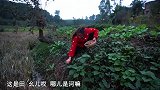 桃子姐：带女儿去土里摘菜，做一盘爆炒猪肝，一家人吃得美滋滋