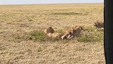 动物世界：巅峰期的雄狮捕猎鬣狗幼崽