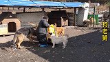 老舅收养流浪狗，喂狗粮每月需花费好多钱，他上地捡点玉米喂狗