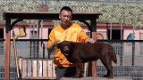 如何挑选拉布拉多 （6）头部大不大？你的对了吗？帝中海犬舍
