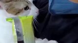 一只社恐的猫咪，他的样子好可爱