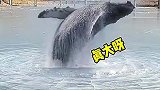 河里有鲸鱼吧太大了