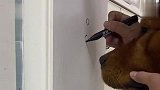 猫：我怎么闻见了一股烤肉的味道？