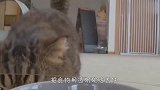 主人把食物用碗盖住，猫咪能吃到吗？结局笑翻了