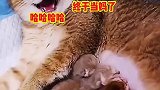 生了五个闺女，以后不用努力了
