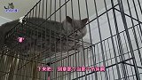 二哈猫抢了胖公猫风头，气得它伸手就揍，二哈猫的表现逗笑主人
