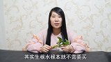 生根水别再花钱买了，试试这两个方法，植物快速生根，效果很不错
