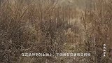 地里万年不长庄稼，老农一锄头下去，挖出中国最大古墓