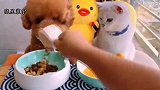 一只被狗子带大的猫，吃饭的表情都是神同步，真是磨人的小妖精