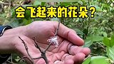 太神奇了，会自动飞走的白色花朵，原来是蛾蜡蝉的幼体